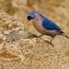 Brhlik cervenozoby - Sitta frontalis - Velvet-fronted Nuthatch o6604